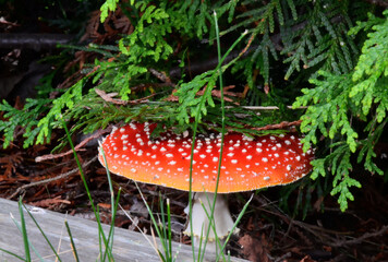 Fliegenpilze stehen wie im Märchenwald