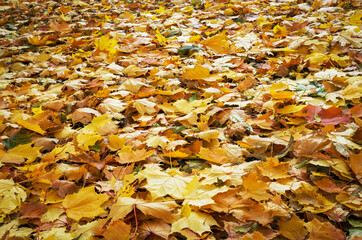 background with autumn colorful leaves