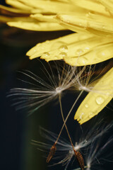 close up of a yellow dandelion flower with white fluff and dew drops