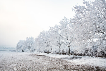 beautiful frozen winter landscape with frosty trees