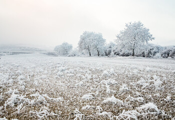 Obraz na płótnie Canvas beautiful frozen winter landscape with frosty trees