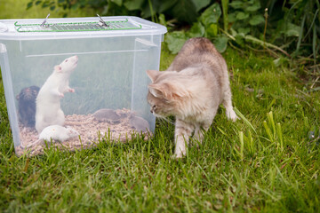 Cat and mice and rats in plastic box.