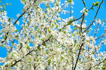 Cherry blossoms against a blue sky