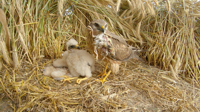 Montagu's harrier. Adult bird on a nest with chicks. birds of prey. Circus pygargus