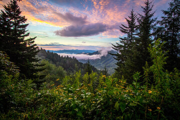 Great Smoky Mountain Sunrise with wildflowers at the Newfound Gap Overlook on the Tennessee and North Carolina border. 