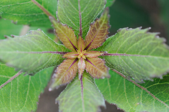 ツリガネニンジンの新芽