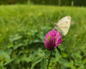 Motyl Bielinek kapustnik na kwiatku