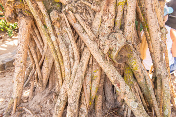 Plant in tropical environment