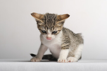 cute kitten in studio with white background