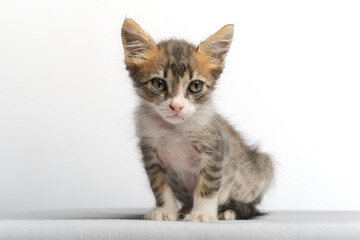 cute kitten in studio with white background