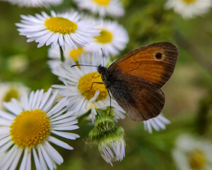 Motyl Przestrojnik titonus na kwiatku