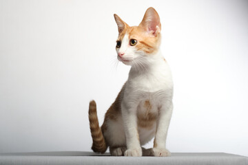 cute kitten in studio with white background