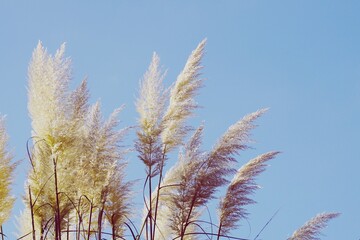white plants and blue sky in the nature, autumn season