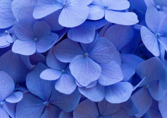 Blue Hydrangea background. Hortensia flowers surface.