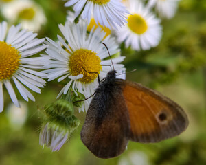 Motyl Przestrojnik titonus na kwiatku © Jakub