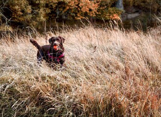 Chocolate Labrador retriever stands among tall grasses to fetch a ball 