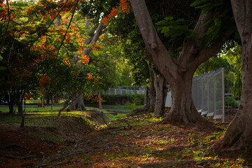 Fototapeta premium Nice sunlight shade with huge tree in the nature garden with beautiful red bloom flowers