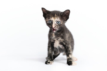 cute kitten in studio with white background