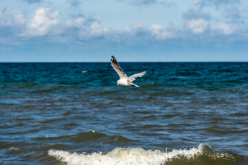 Möwe am Strand