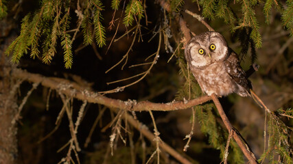 Boreal owl. Wild bird in night forest. look, eyes, face of the owl. Aegolius funereus
