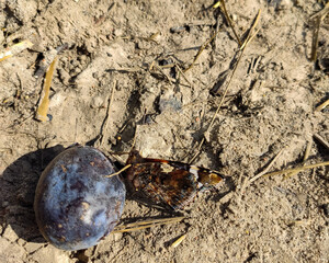 Motyl Rusałka admirał pijący nektar śliwki