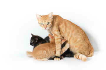 cute kitten in studio with white background