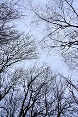tree branches on the blue sky in the nature, abstract blue  background