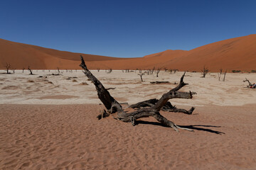 Verbrannter Baum im Deadvlei im Namib-Naukluft Nationalpark, Namibia