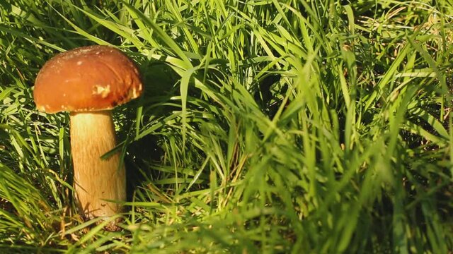 White mushroom in the grass. The mushroom is illuminated by the sun
