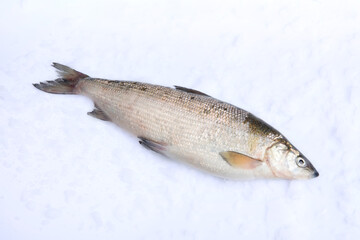 Fisch, Süsswasserfisch, Schnaepel.