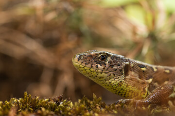 Sand lizard