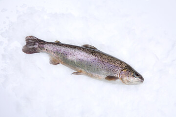 Fisch, Süsswasserfisch, Regenbogenforelle