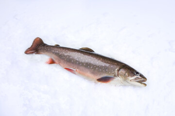 Fisch, Süsswasserfisch, Saibling