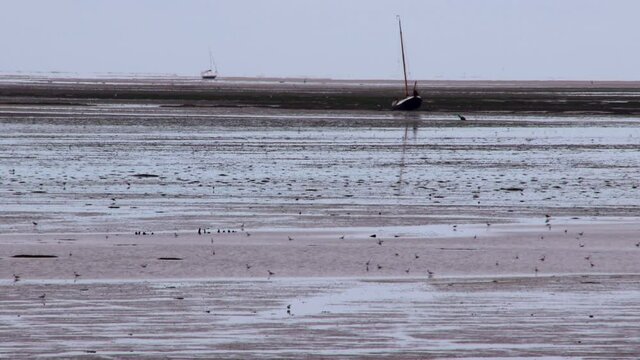 SALT MARSH AND MUDFLATS
