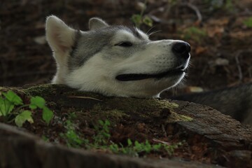 Siberian Husky near a tree stump in the forest