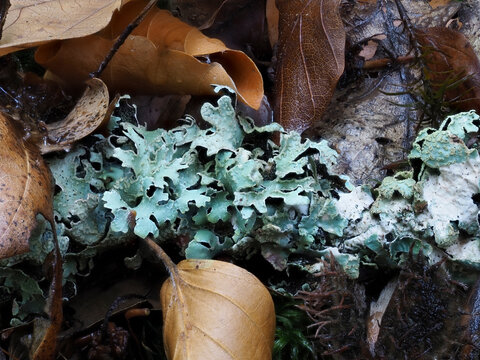 Breitlappige Sch&uuml;sselflechte (Parmotrema perlatum)