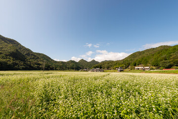 Field view of buckwheat (Fagopyrum esculentum. Fagopyrum sagittatum. Polygonum fagopyrum) cultivation in Sanda city, Hyogo, Japan in September