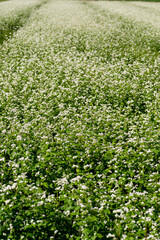 Field view of buckwheat (Fagopyrum esculentum. Fagopyrum sagittatum. Polygonum fagopyrum) cultivation in Sanda city, Hyogo, Japan in September
