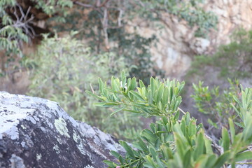 native plants of mount tibrogargan