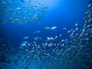Fototapeta na wymiar Bait ball / school of fish in turquoise water of coral reef in Caribbean Sea / Curacao with Blue Runner