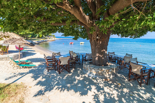The beach on Thasos island, Greece. Huge tree, tables and chairs in it's shadow waiting for tourists to come, relax and enjoy the view.