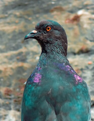 close up of a pigeon