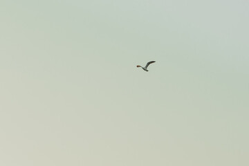Flying seagull in the sky above the sea.