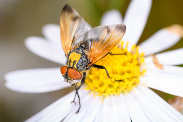 Phasia aurigera with marguerite