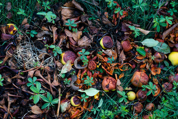 autumn: still life with rotten apples