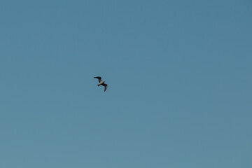 Seagull flies against the blue sky. Seagull in the sky closeup.