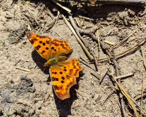 Motyl Rusałka ceik