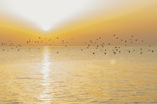 Seagulls fly over the ocean during sunset.
