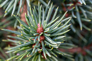Naklejka na ściany i meble Details of a small fir in the fall with the buds for the next year