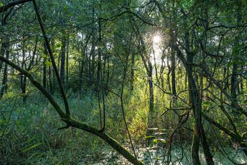 Obraz premium The rising sun shines through the trees and shrubs of the Prielenbos near Zoetermeer